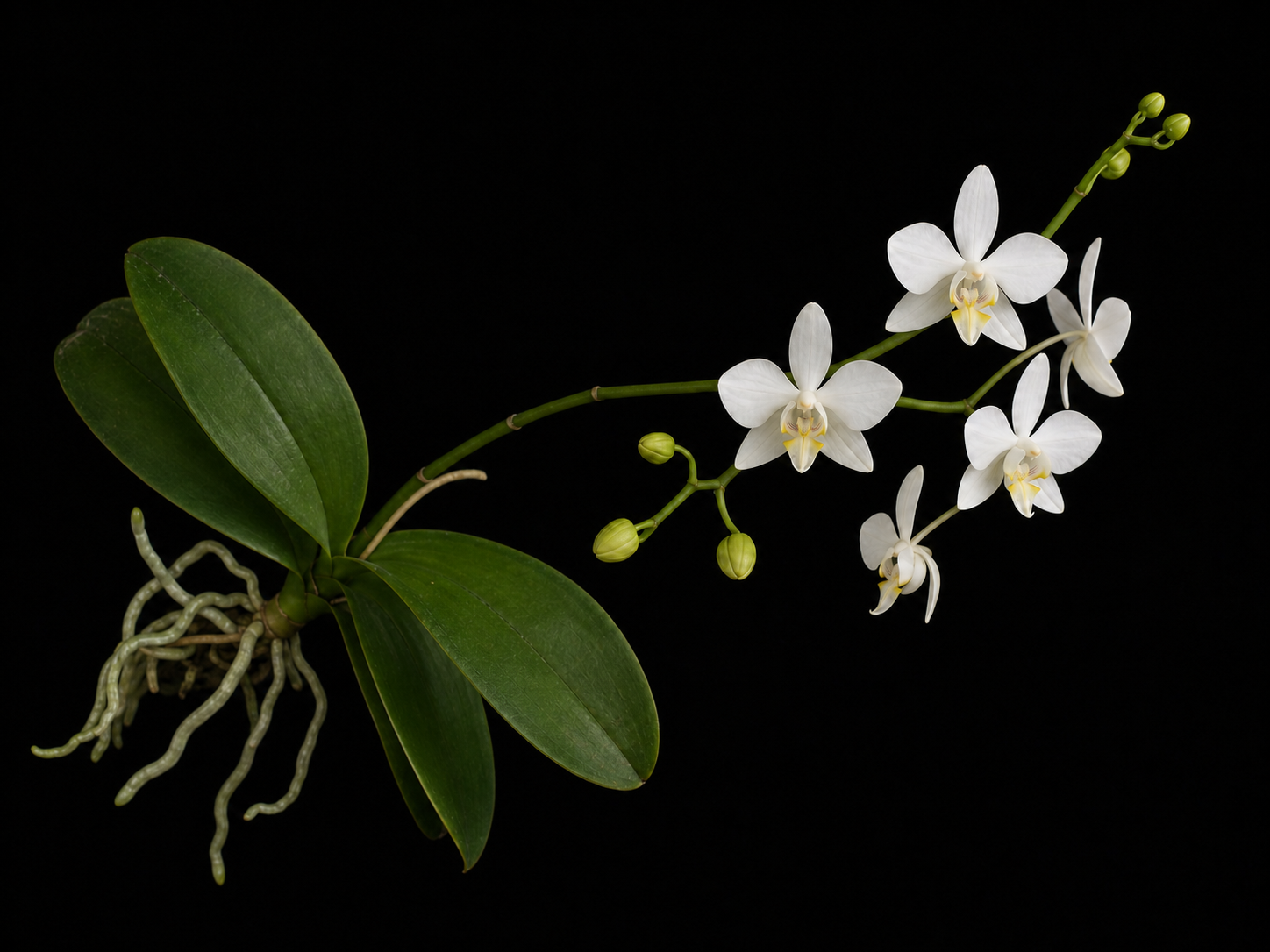 臺灣白花蝴蝶蘭原生型附生植株、氣生根、肉質葉與白色花序